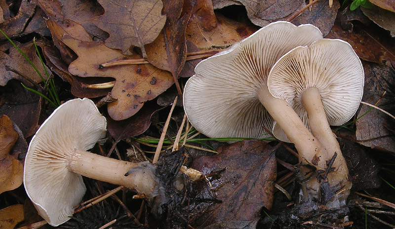 Clitocybe da determinare.